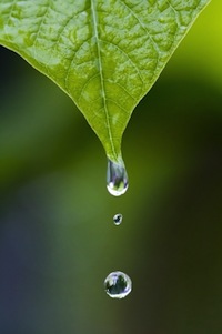 DIY Water Conservation - What are You Waiting For?