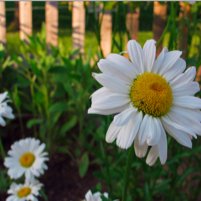 Conservative Gardening-Let's Get Started Saving H20