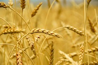 Why Should I Care About the Evolution of Irrigation?